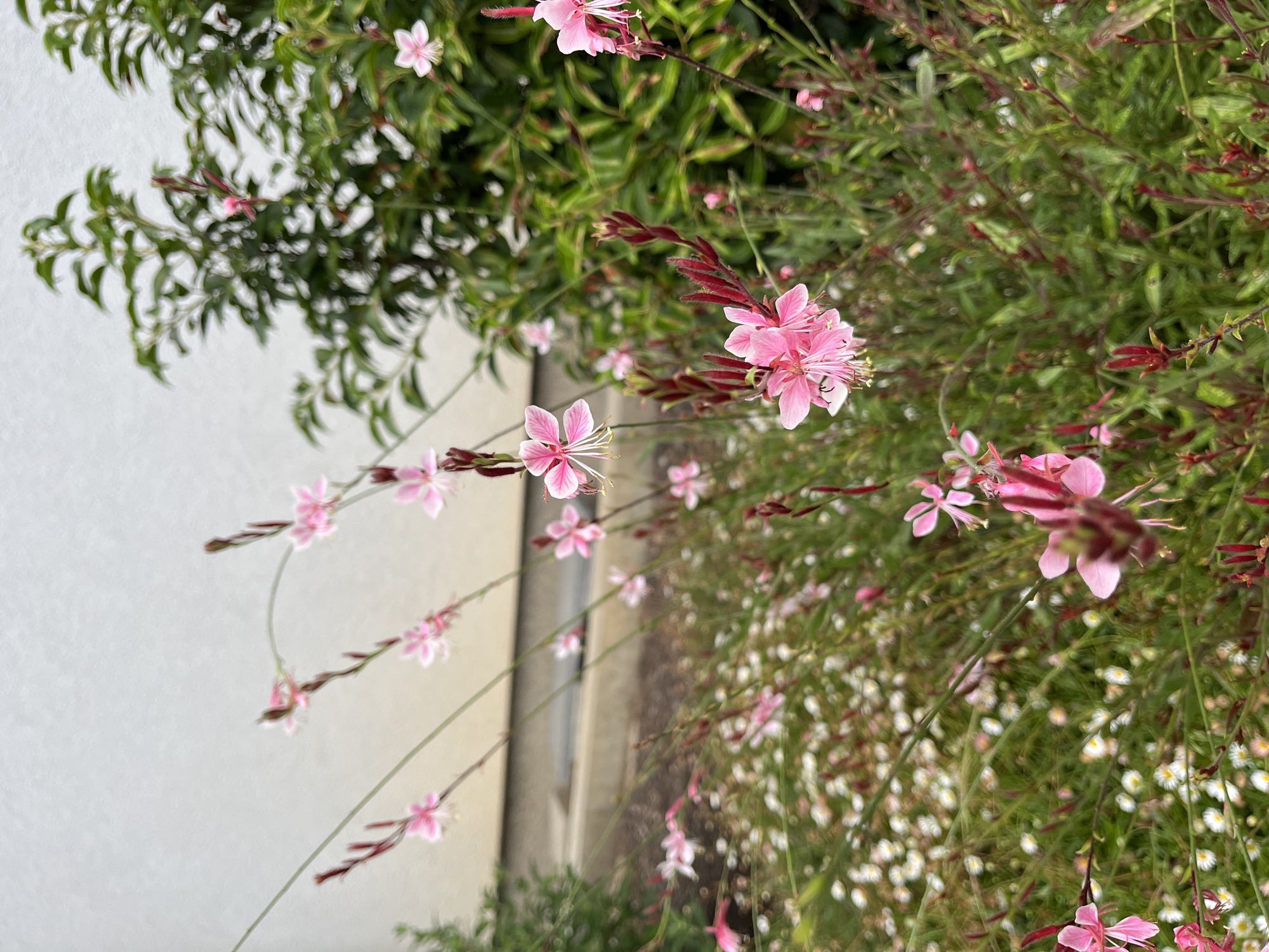 Flower in Besigheim