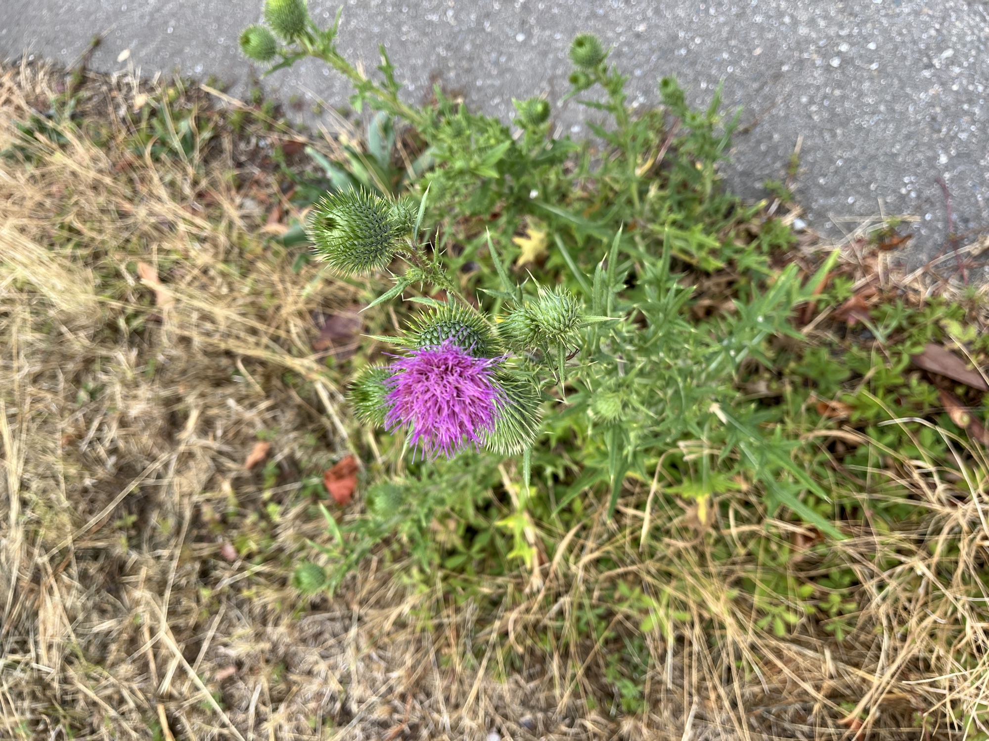 Flower in Besigheim
