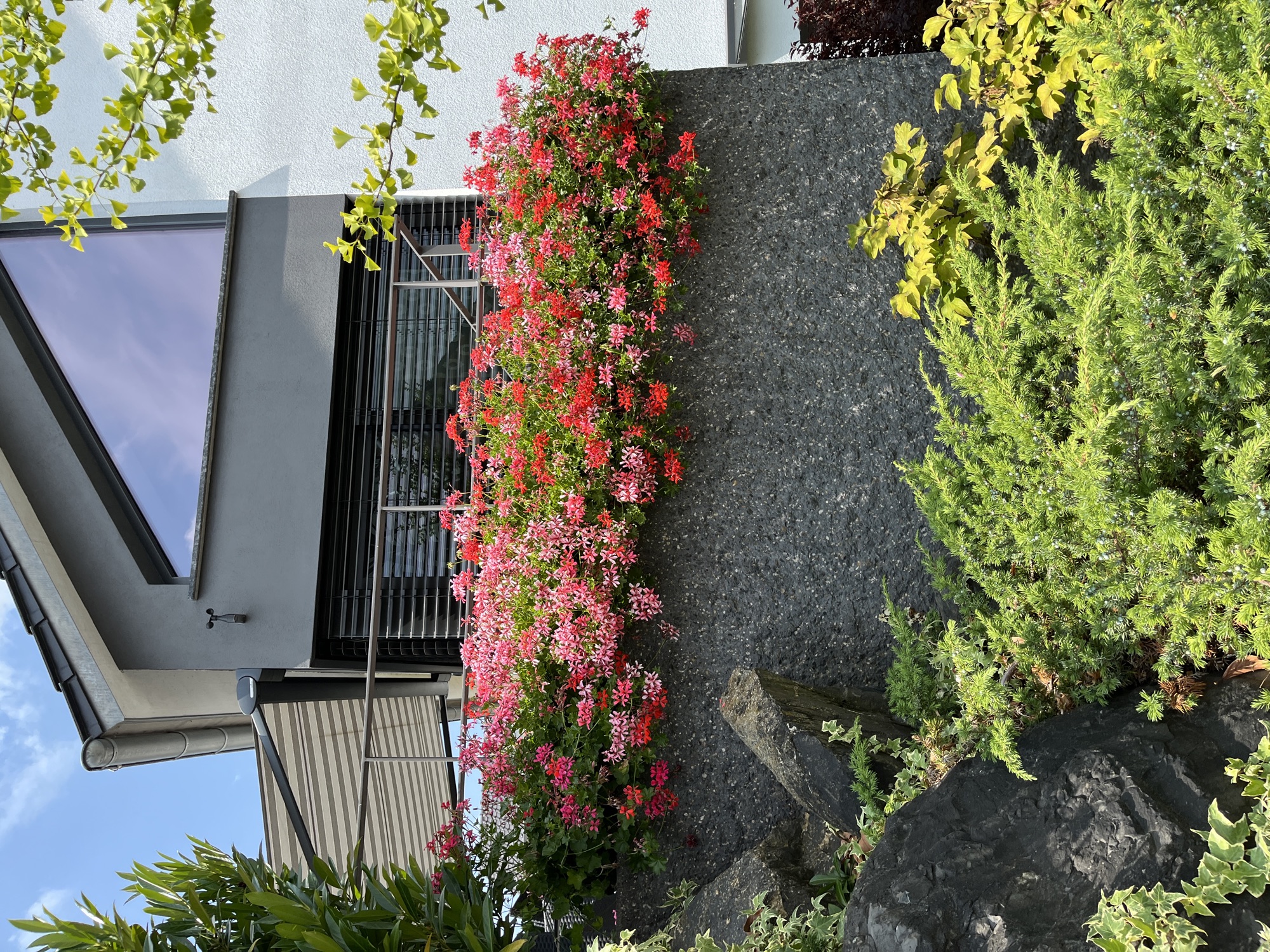 Flower in Besigheim