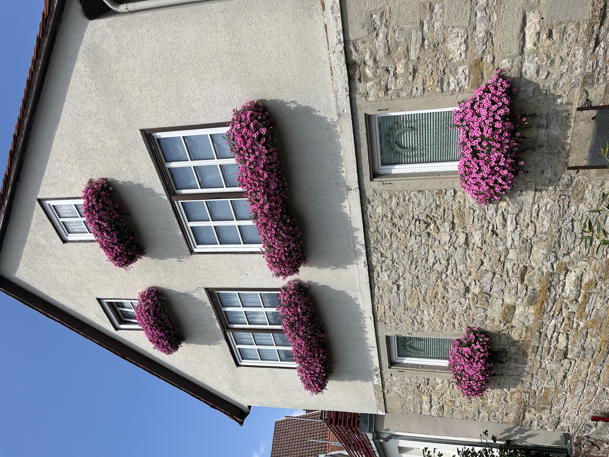 Flower in Besigheim