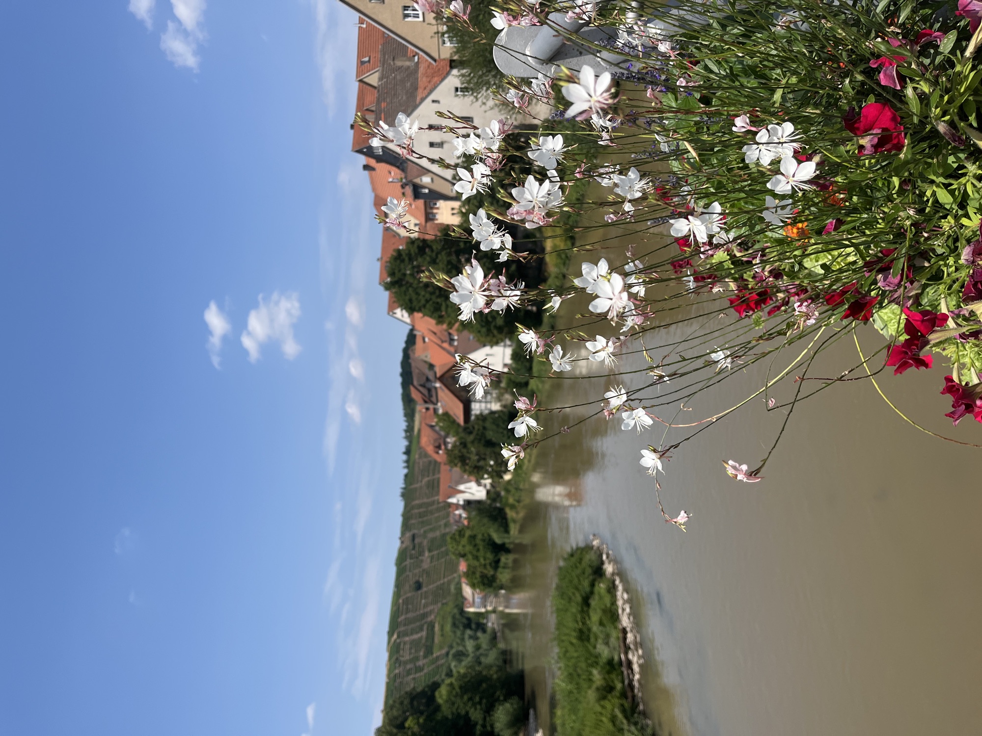 Flower in Besigheim