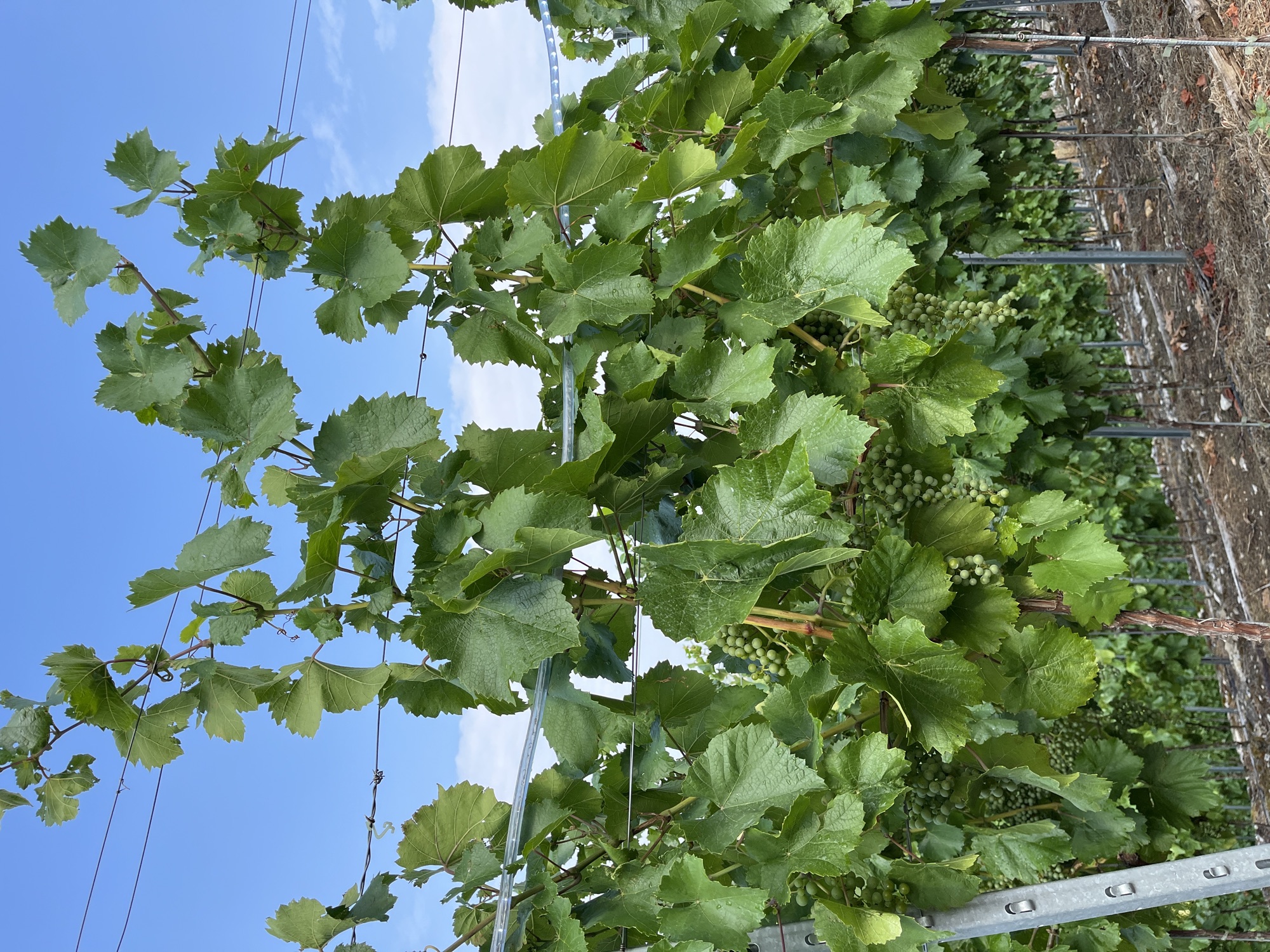 Nature in Besigheim